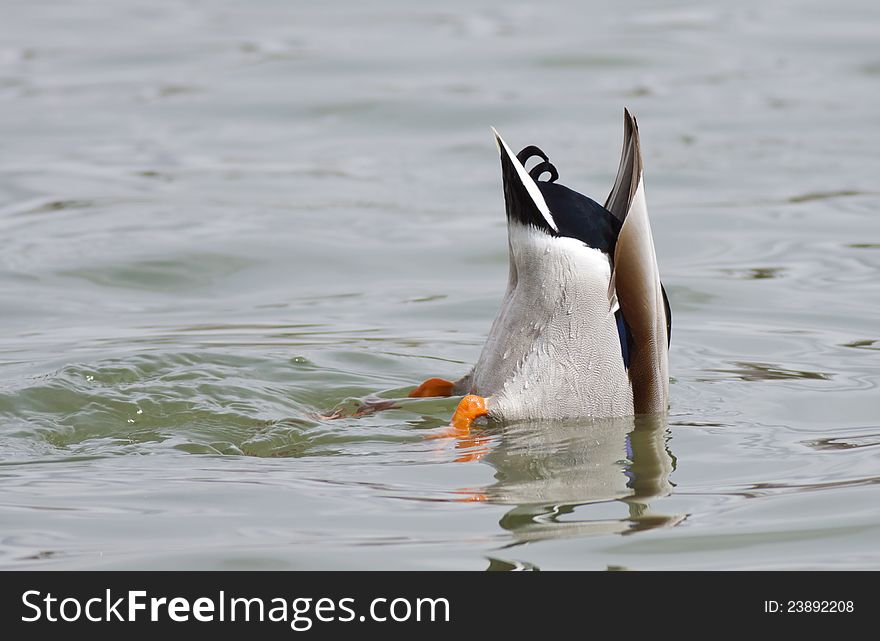 Mallard Duck Diving For Food