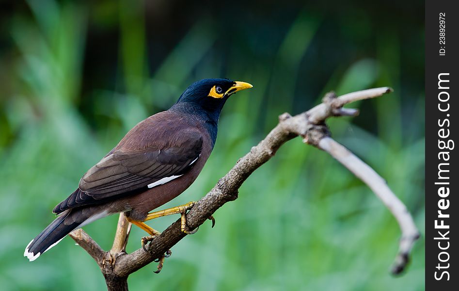 Common around Northern Thailand, colouring mainly black & brown, with white tips on wings and tail, eyes are blue on adult birds with circle of white dots inset, can be quite noisey and will eat virtually anything. Common around Northern Thailand, colouring mainly black & brown, with white tips on wings and tail, eyes are blue on adult birds with circle of white dots inset, can be quite noisey and will eat virtually anything.