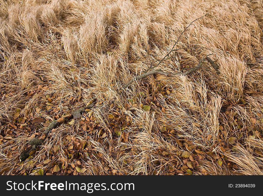 Detail of brown autumn grass with tree leaves and dry branch in the middle. Detail of brown autumn grass with tree leaves and dry branch in the middle