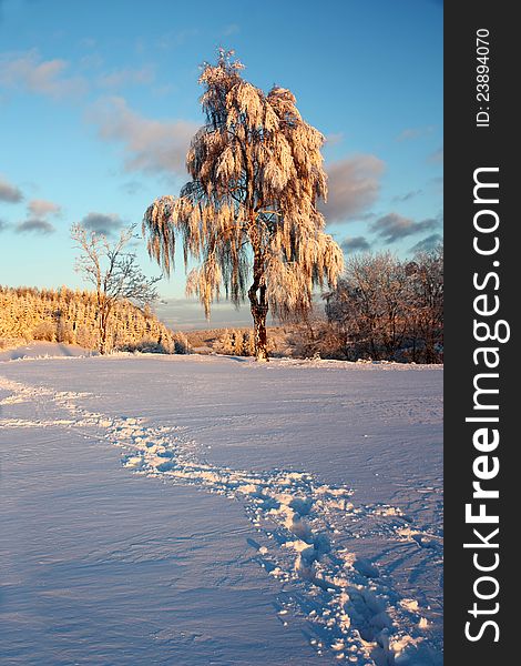 Birch in the setting sun, birch in snowy winter landscape, winter landscape of the Czech countryside, birch coated with snow, winter landscape with blue sky. Birch in the setting sun, birch in snowy winter landscape, winter landscape of the Czech countryside, birch coated with snow, winter landscape with blue sky