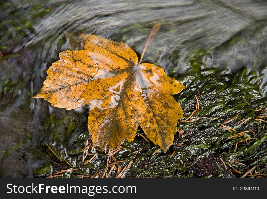 Yellow Leaf In The River