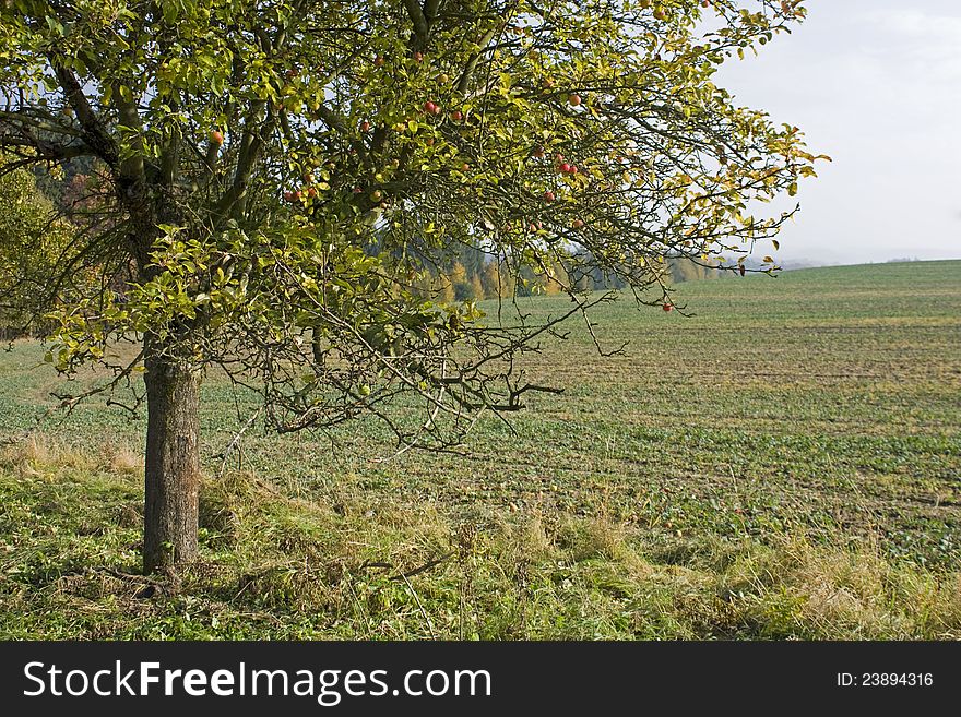 Green tree with apples, Czech rural landscape, red apples on the tree, close-fruit tree, fruit tree in a sunny day