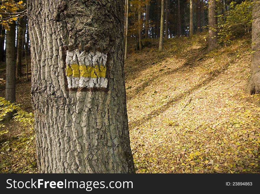 Yellow sign on the tree, forest-colored autumn color ways, hiking in the Czech Republic, deciduous tree trunk detail, yellow fallen leaves on the ground in the woods. Yellow sign on the tree, forest-colored autumn color ways, hiking in the Czech Republic, deciduous tree trunk detail, yellow fallen leaves on the ground in the woods