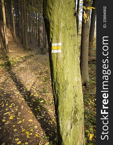 Tourist sign on a tree by the roadside, yellow fallen leaves on the road, fall in Czech forests, from the same time, the tree on a forest road, sunny autumn day in the woods. Tourist sign on a tree by the roadside, yellow fallen leaves on the road, fall in Czech forests, from the same time, the tree on a forest road, sunny autumn day in the woods