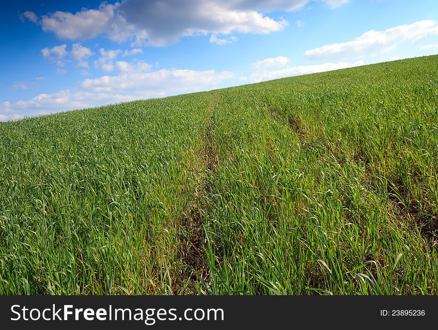 Idyllic greem wheat field and cloudy sky