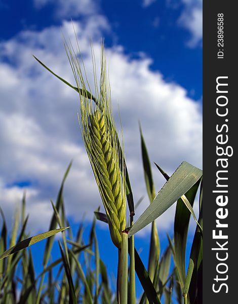 Green wheat on cloudy sky