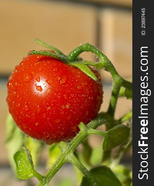 Fresh red tomato on a branch. Yellow brick on background