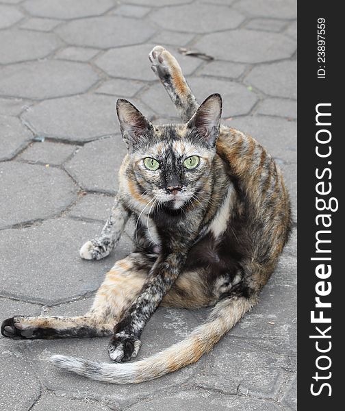 A street cat in acrobatic pose and gaze