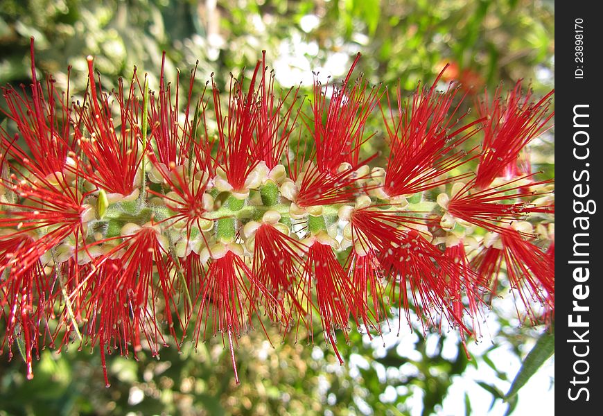 Aesthetic red bottle brush flower