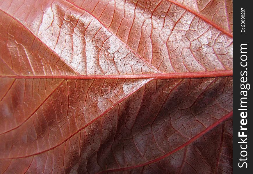 Magenta leaf back abstract background. Magenta leaf back abstract background