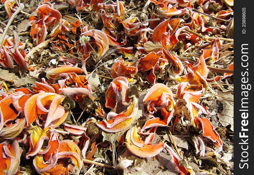 Flame of the forest flower, native to india