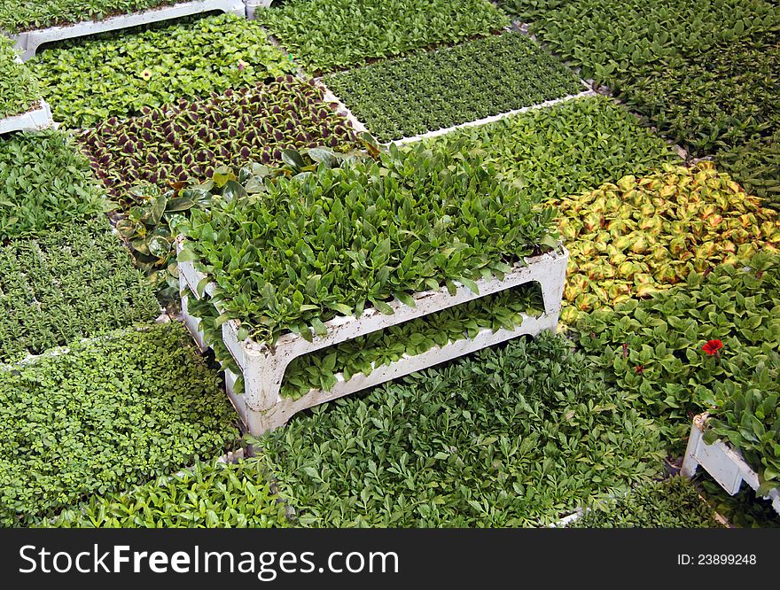 Seedlings and small flowers plants in to the greenhouse. Commercial flowers production. Seedlings and small flowers plants in to the greenhouse. Commercial flowers production