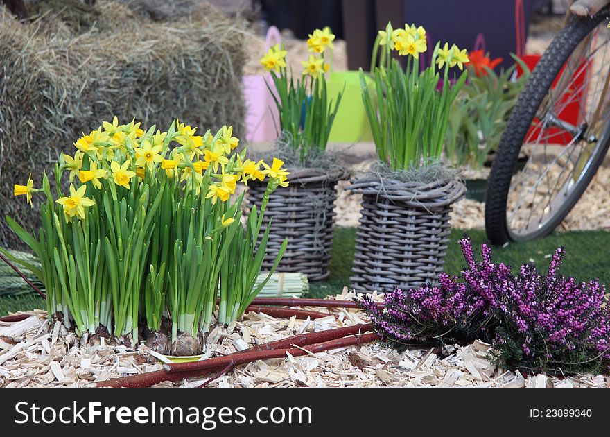 Early springtime ornamental garden detail with narcissus bulbs pot in to the nature basket. Early springtime ornamental garden detail with narcissus bulbs pot in to the nature basket