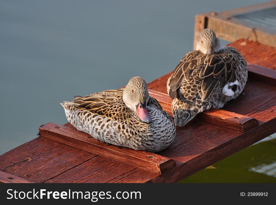 Two ducks sit on the small bridge about water. Two ducks sit on the small bridge about water