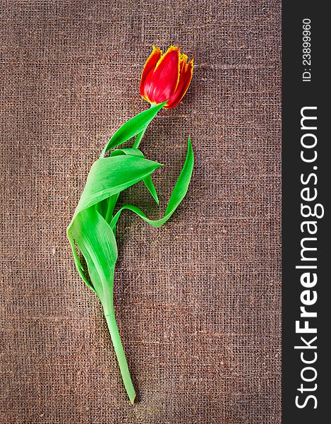 Spring tulip flower isolated on linen canvas background