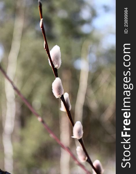 Beautiful spring willow branches close-up