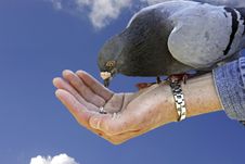 Dove Symbol Of Freedom Stock Photo Dove Symbol Of Freedom Stock Photo