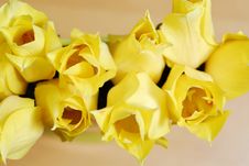 Yellow Tulips 14 Royalty Free Stock Photography Yellow Tulips 14 Royalty Free Stock Photography