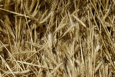 Plenty Of Wheat Spikes Royalty Free Stock Photo Plenty Of Wheat Spikes Royalty Free Stock Photo