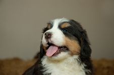 Pup Royalty Free Stock Photo