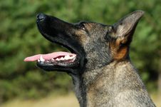 German Shepherd Royalty Free Stock Image German Shepherd Royalty Free Stock Image