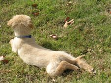 Puppy Reclining Stock Images Puppy Reclining Stock Images