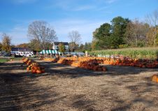 Pumpkins Harvested Stock Photos Pumpkins Harvested Stock Photos