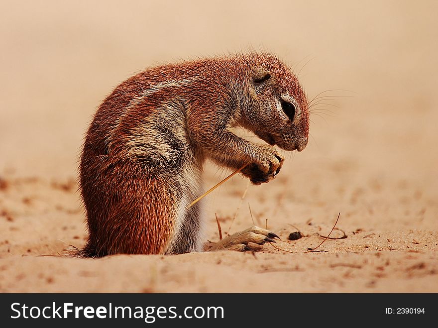 Ground Squirrel (Xerus inauris) eating seed pods in the Kgalagadi Transfrontier Park, Kalahari Desert, Southern Africa