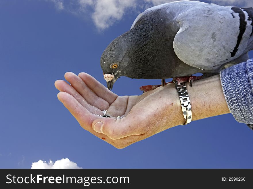 Dove symbol of freedom eating out of your hand