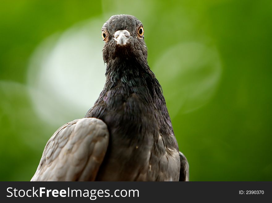 Tight shot of a bird over blured background.