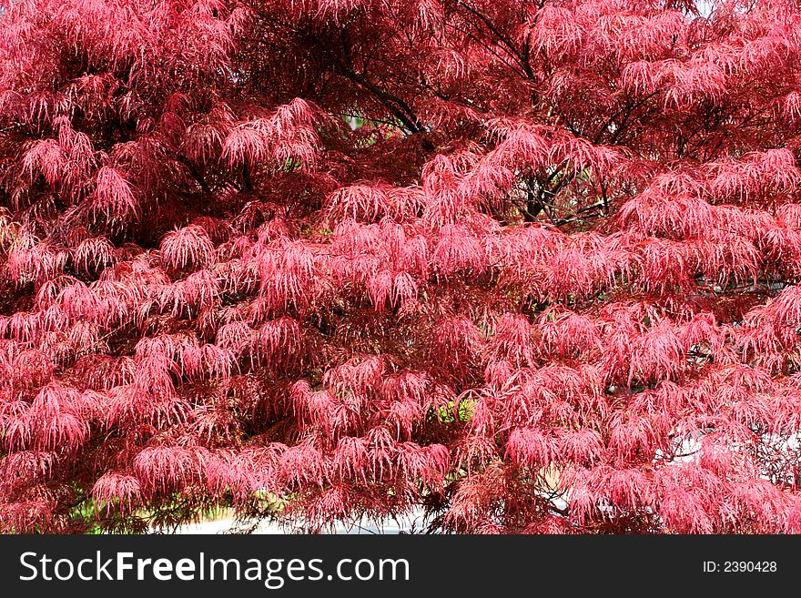 A bright red japanese maple tree in full sun