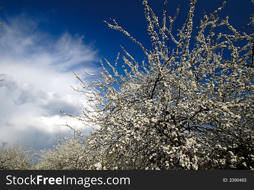 Tree with white colors plums