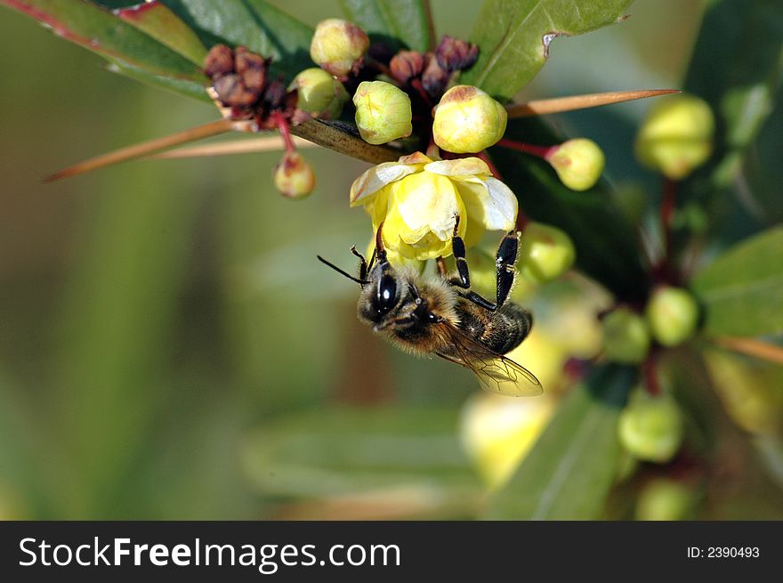 Tireless bee on the blossoming out flower of evergreen chaparral lighted up a spring sun in search of nectar. Tireless bee on the blossoming out flower of evergreen chaparral lighted up a spring sun in search of nectar