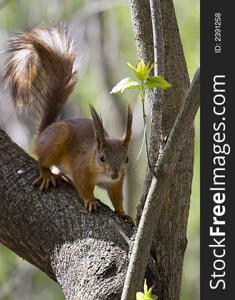 Curious squirrel in the forest staring at you.