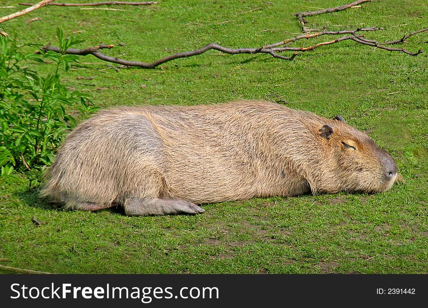 A capybare sleeping and sunning itself. A capybare sleeping and sunning itself.