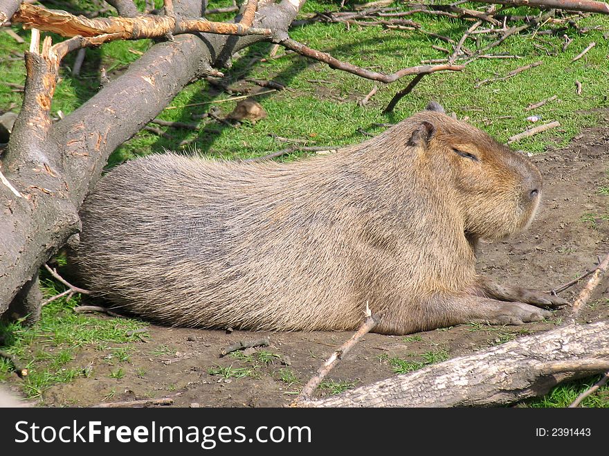 A capybara enjoying a sunny day.