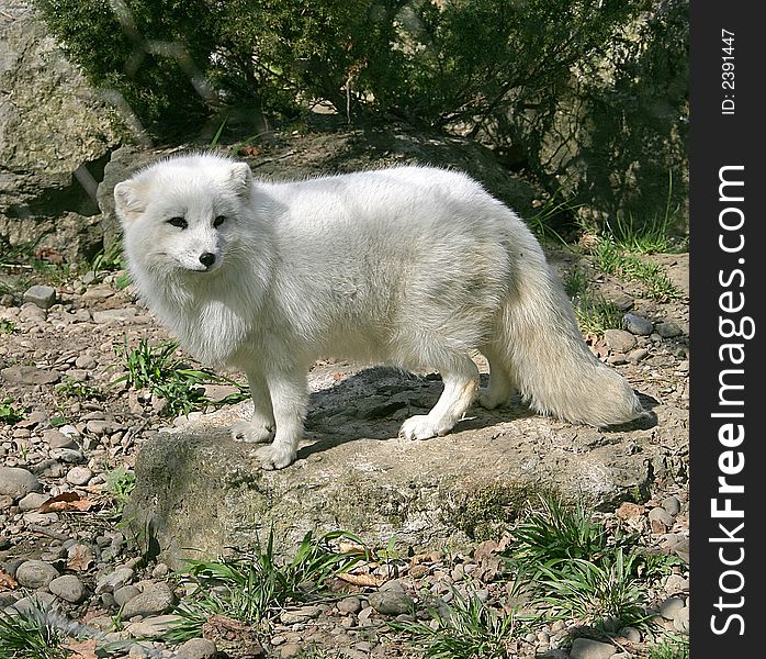 Polar Fox 3