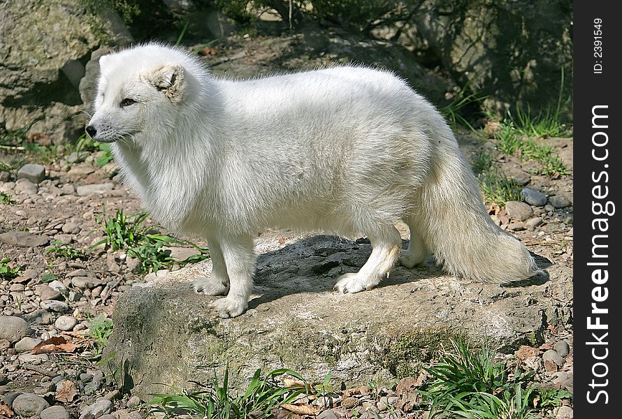 Portrait of Nice Polar Fox. Portrait of Nice Polar Fox