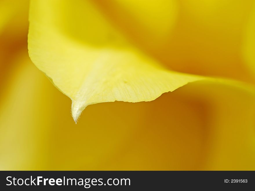 Yellow tulips on the table in green interior 10. Yellow tulips on the table in green interior 10