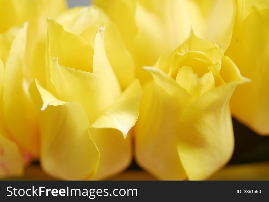 Yellow Tulips 18