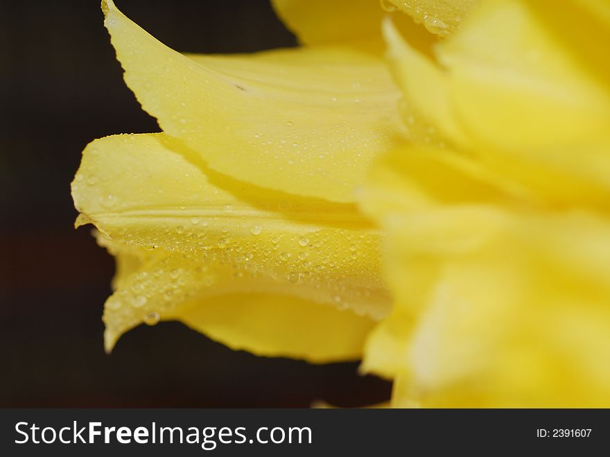 Yellow tulips on the table in green interior 4. Yellow tulips on the table in green interior 4