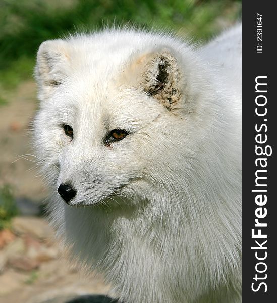 Portrait of Nice Polar Fox. Portrait of Nice Polar Fox