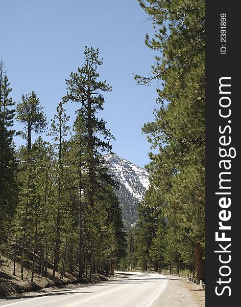 Mount charleston in the usa. Mount charleston in the usa