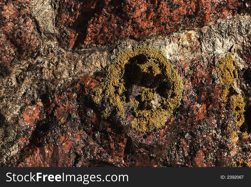 Mushroom circle on a granite wall