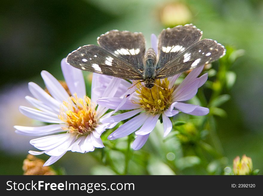 A photo of a butterfly on a blue flower. A photo of a butterfly on a blue flower