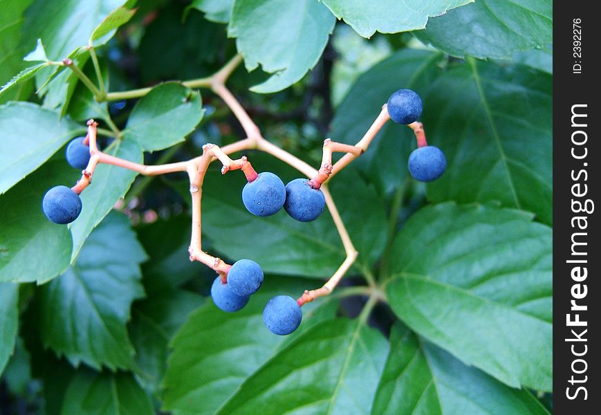 A cluster of blue berries on a bush branch, mimicking a pair of dancers. A cluster of blue berries on a bush branch, mimicking a pair of dancers