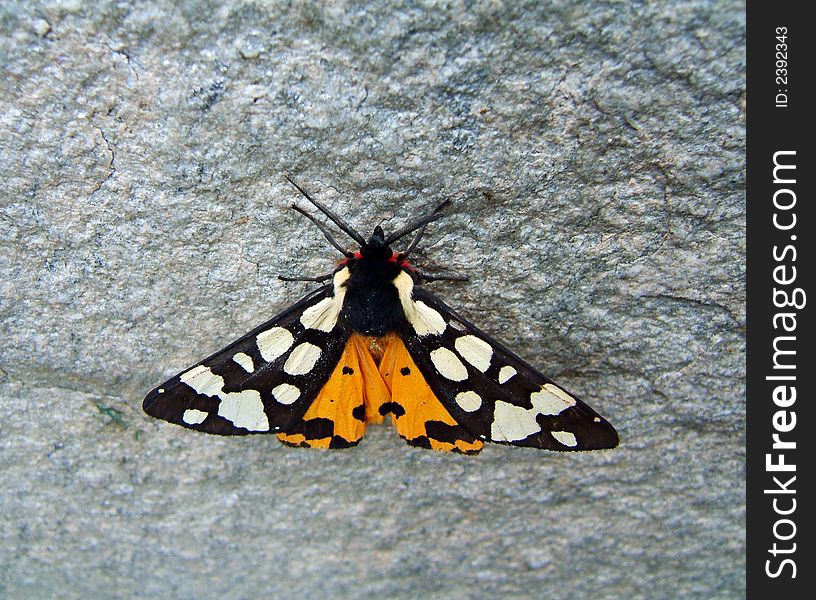 A butterfly (black, white and yellow) on a stone surface. A butterfly (black, white and yellow) on a stone surface