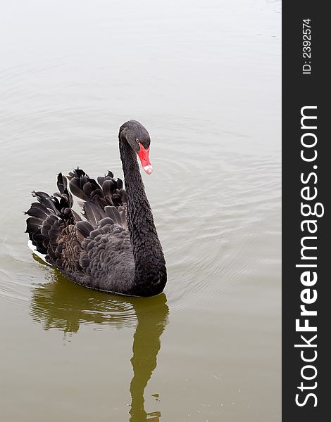 Black swan bird swimming in the pond