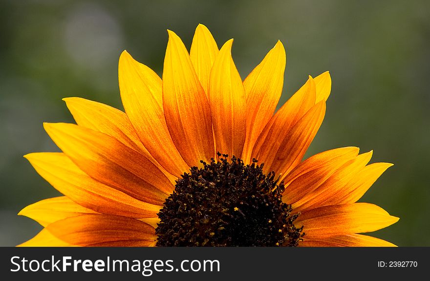 A photo of a sunflower. A photo of a sunflower