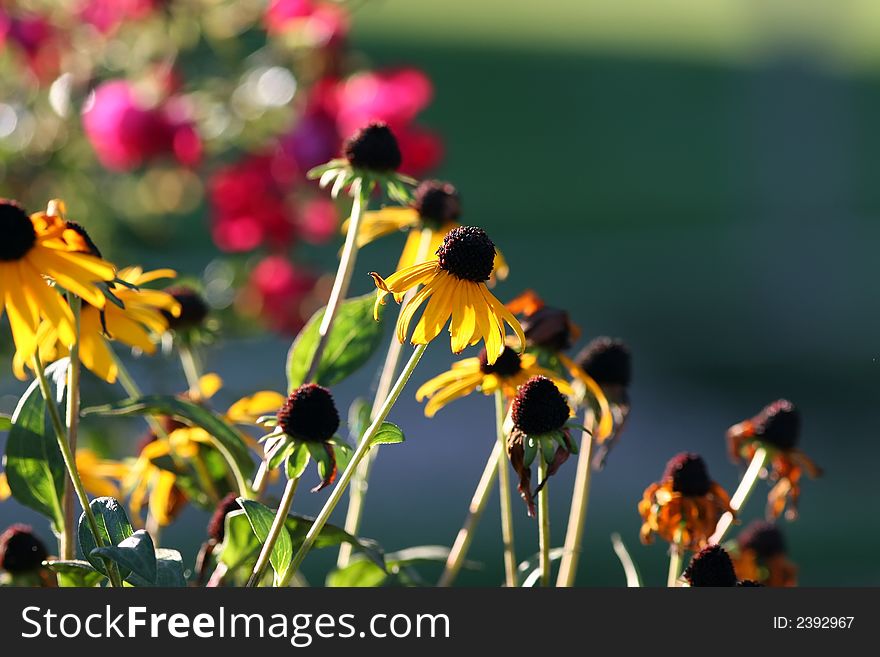 Black-eyed susan flowers in the evening sunshine